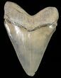 Serrated,  Bone Valley Megalodon Tooth - Florida #70560-1